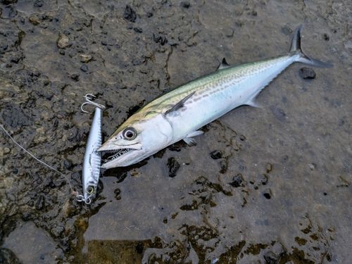サゴシの釣果