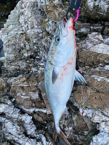 メジロの釣果