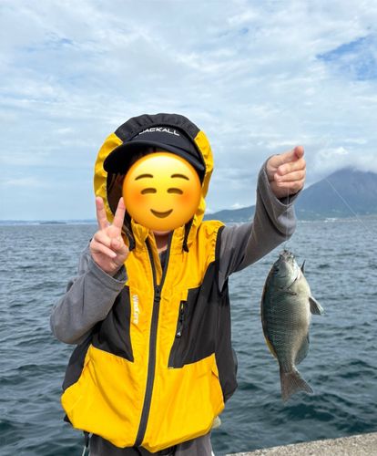 メジナの釣果