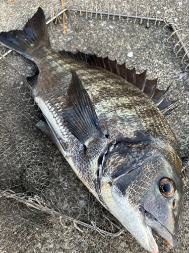 クロダイの釣果