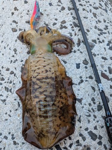 アオリイカの釣果
