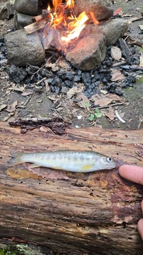 ヤマメの釣果