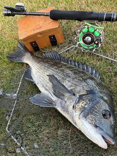 クロダイの釣果