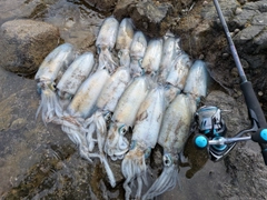 アオリイカの釣果