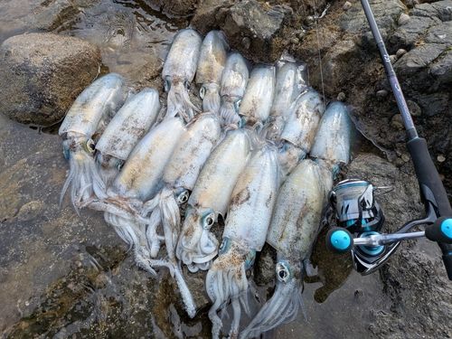 アオリイカの釣果