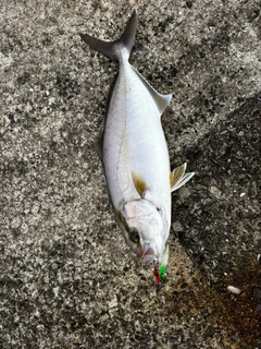 ネリゴの釣果