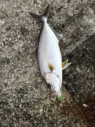 ネリゴの釣果