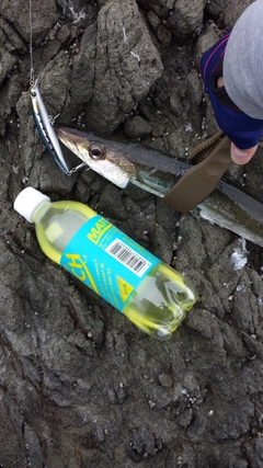 カマスの釣果