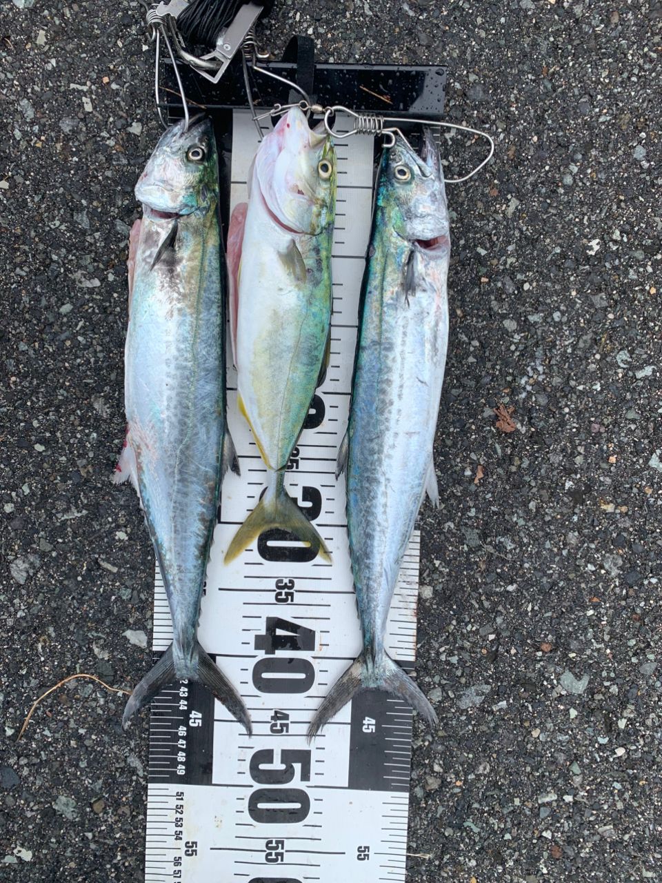 SHIMANO 19コルトスナイパー SS S100MHの最安値・インプレ・釣果