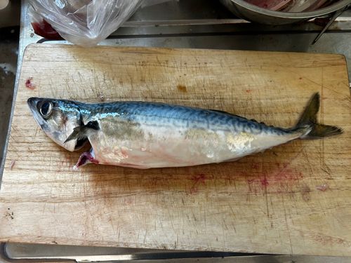 サバの釣果