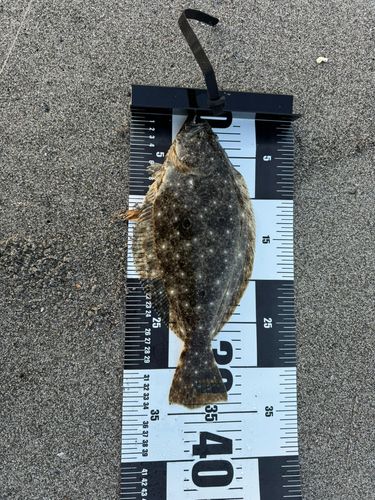 ソゲの釣果