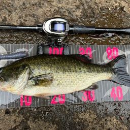 ラージマウスバス