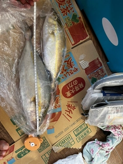 ネリゴの釣果