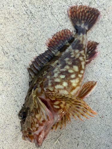 チャリコの釣果