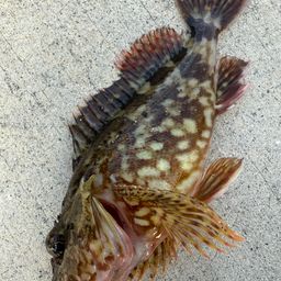 チャリコ