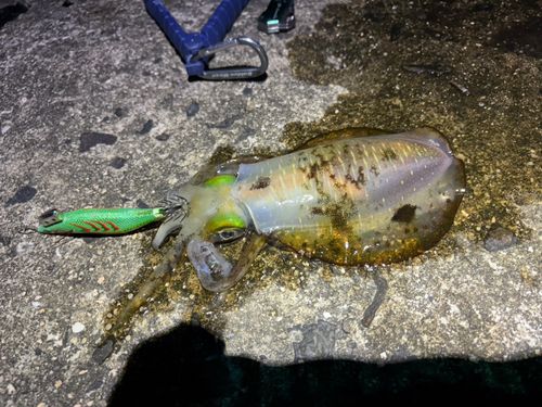 アオリイカの釣果