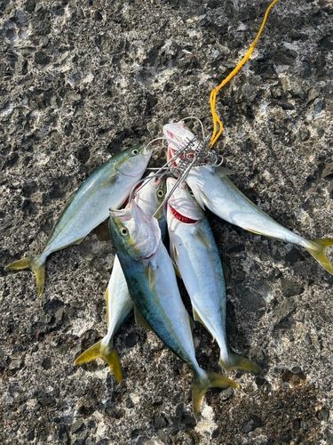 フクラギの釣果