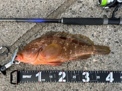 キジハタの釣果