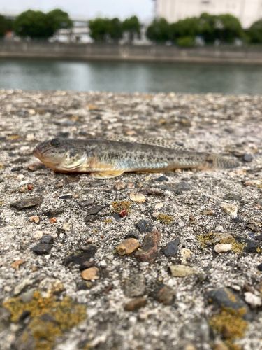 マハゼの釣果