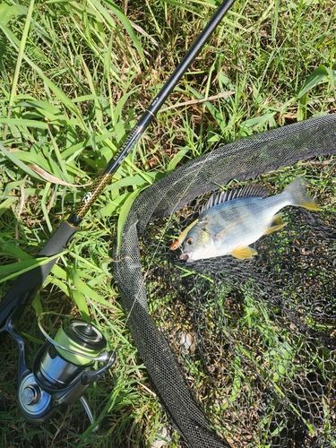 キビレの釣果