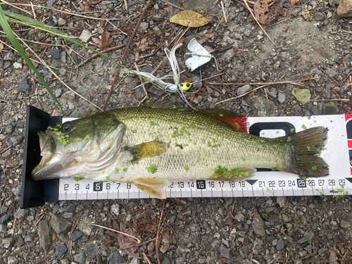 ラージマウスバスの釣果