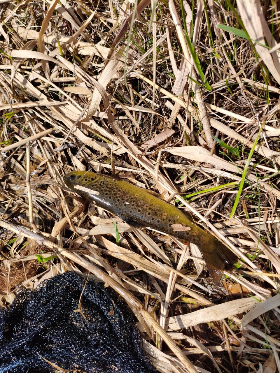 ブラウントラウト