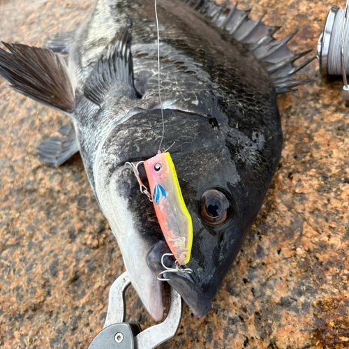 チヌの釣果