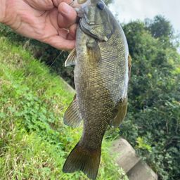 スモールマウスバス