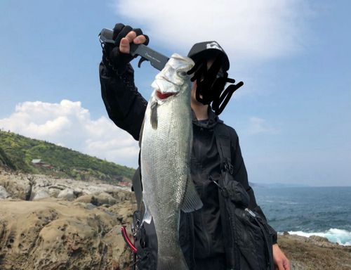 ヒラスズキの釣果