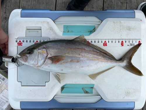 シオの釣果
