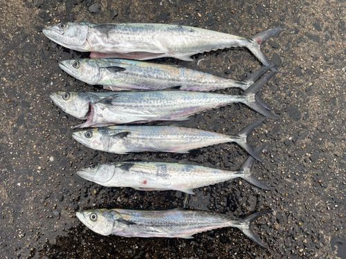 サゴシの釣果