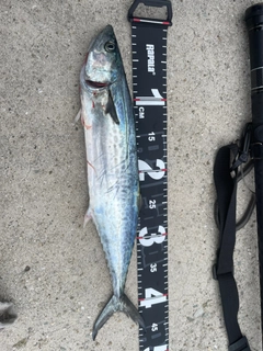 サゴシの釣果