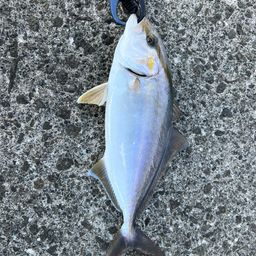 ショゴ