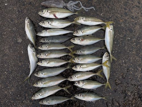 アジの釣果