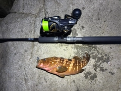 キジハタの釣果