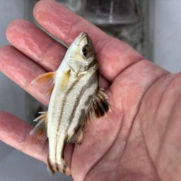 コトヒキ