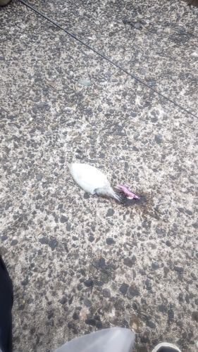 酒津漁港