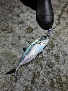 メアジの釣果
