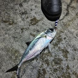 メアジ