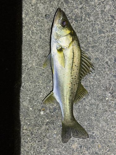 セイゴ（マルスズキ）の釣果