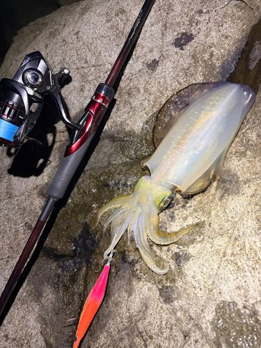 アオリイカの釣果