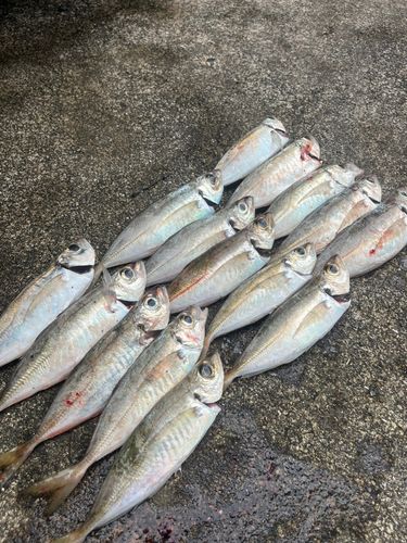 アジの釣果