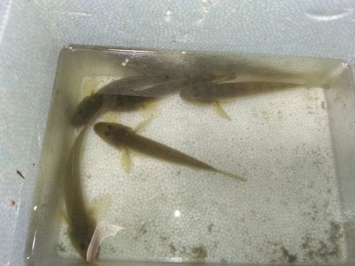 マハゼの釣果