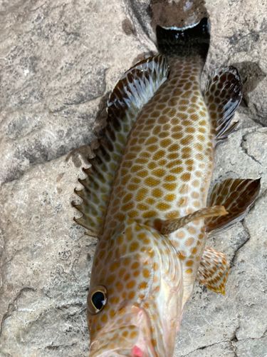 オオモンハタの釣果