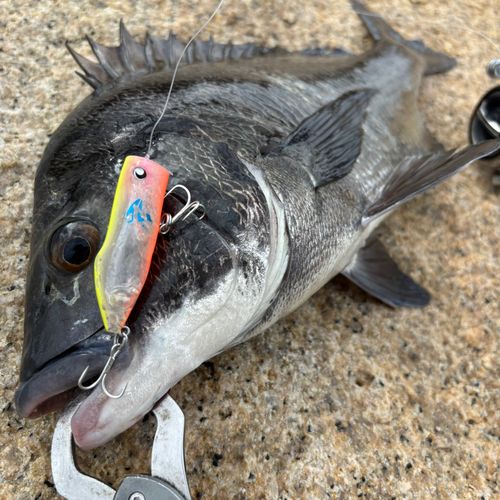 チヌの釣果