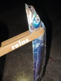 タチウオの釣果