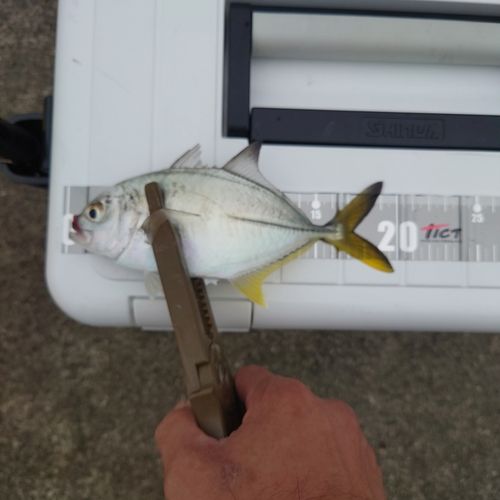 メッキの釣果