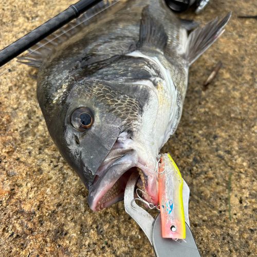 チヌの釣果