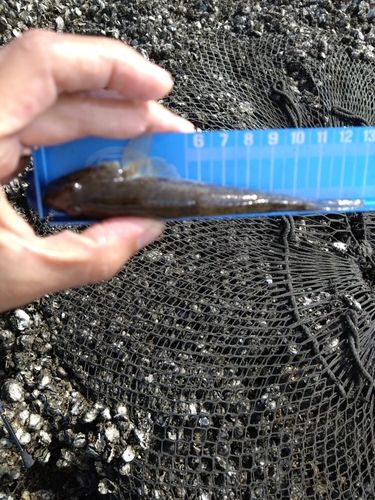 ハゼの釣果
