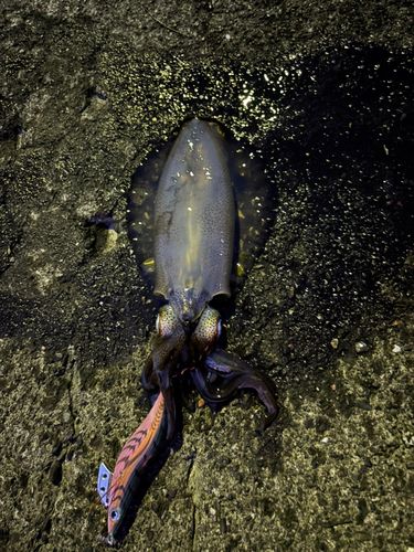 アオリイカの釣果